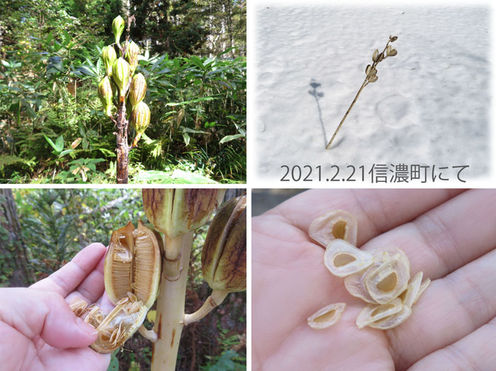 photo：オオウバユリの実・戸隠森林植物園