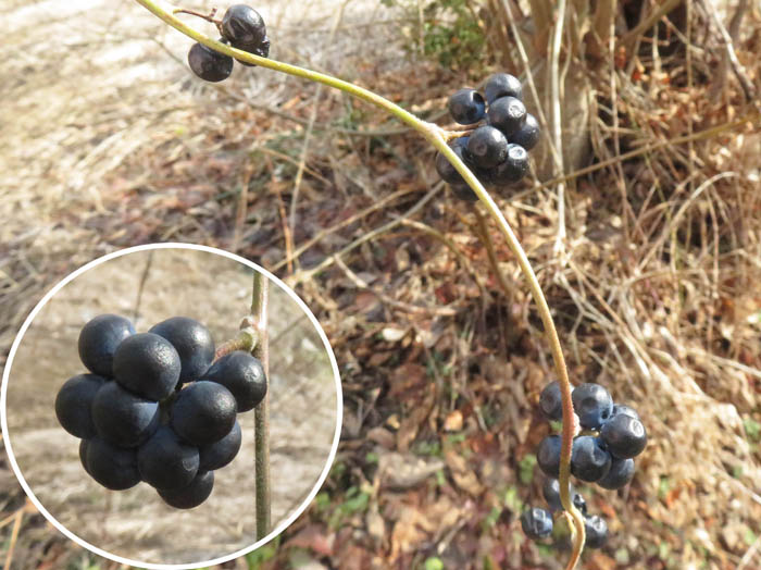 photoアオツヅラフジ