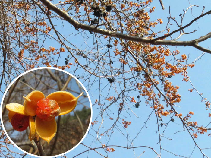 photoツルウメモドキ