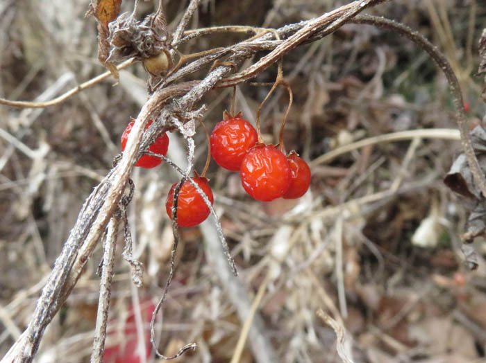 photoヒヨドリジョウゴ