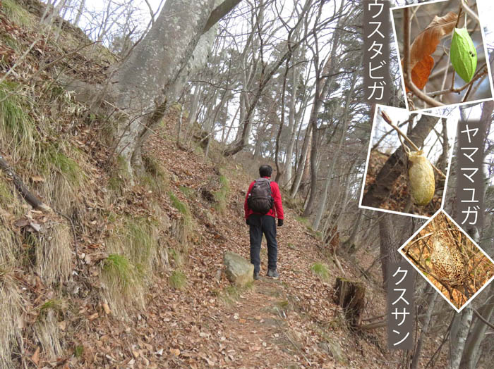 photo8繭を見つけながら登る