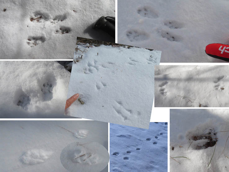 photo10雪の上に残るいろいろな足跡/地附山