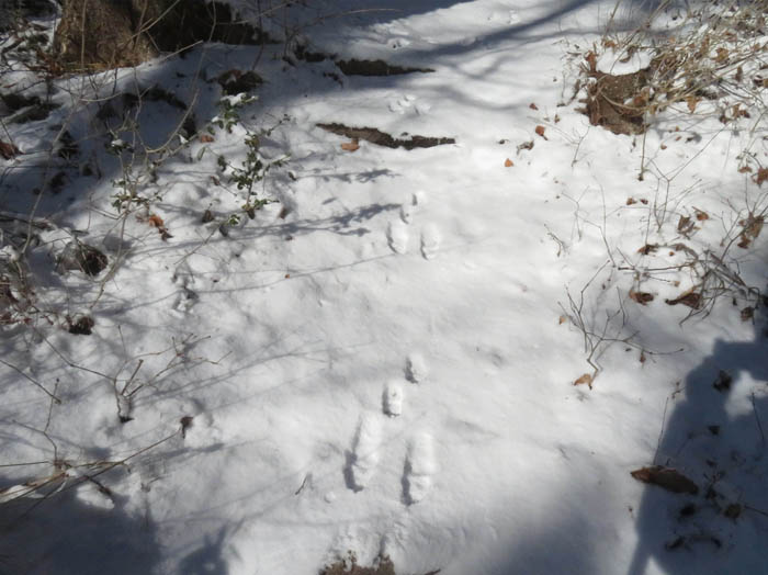 photo11ノウサギの足跡だけ残る登山道/地附山