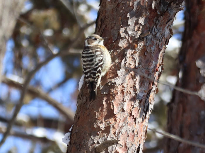 photoコゲラ/地附山