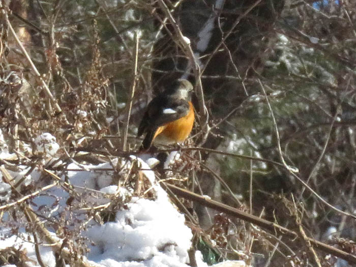 photoジョウビタキ/地附山