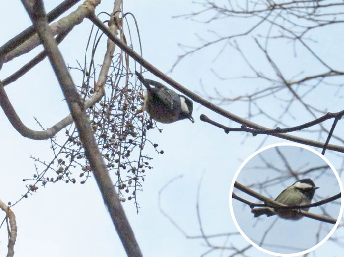 photoヒガラ/地附山