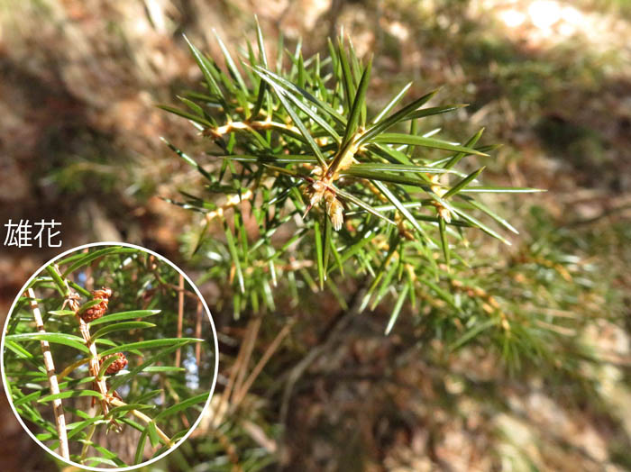 photoネズミサシ/地附山