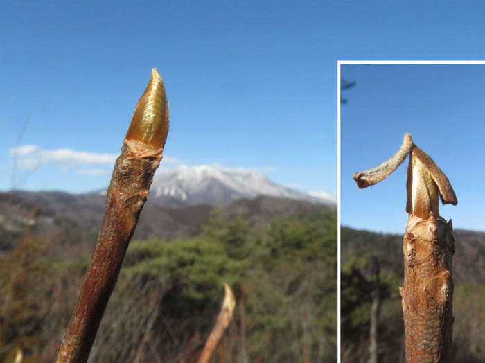 photo2黄金色に輝くリョウブ冬芽/地附山
