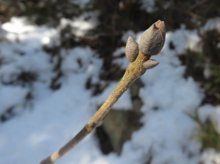photoマルバアオダモ/地附山