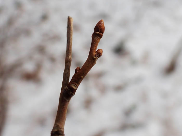 photoタンナサワフタギ/地附山