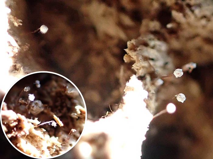 photo粘菌名称不明/地附山