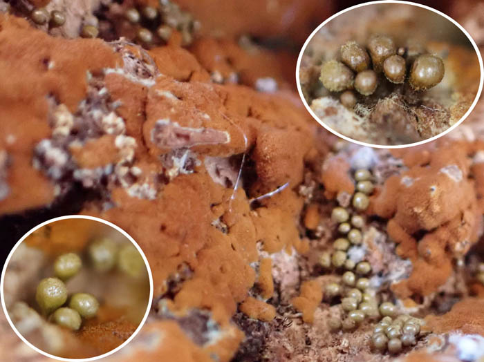 photo粘菌ヌカホコリ/地附山