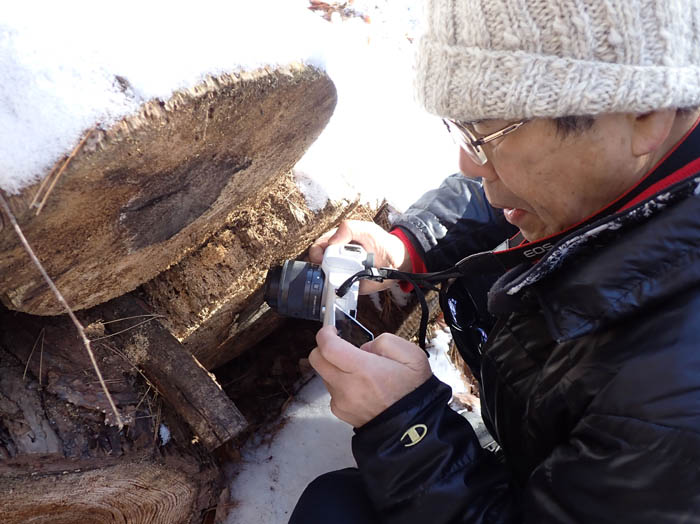 photo粘菌を撮影/地附山