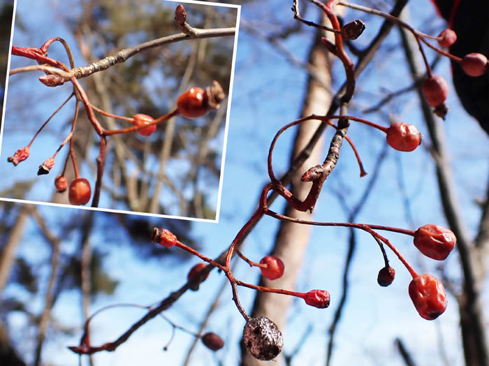 photo14アズキナシ実と冬芽