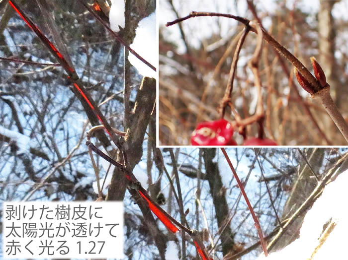 photo15ミヤマガマズミ冬芽