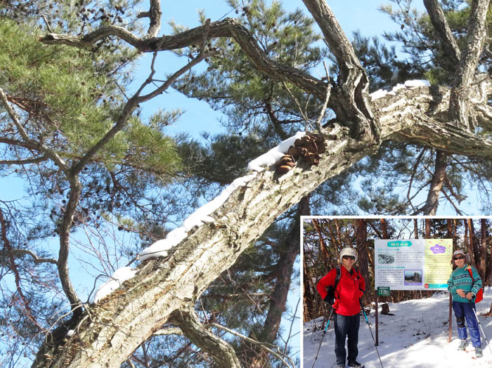 photo16桝形城跡山頂