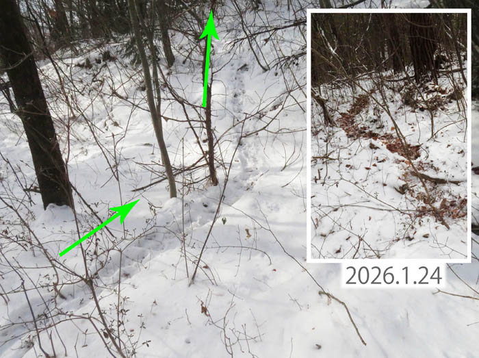 photo4いつも同じところに獣道/地附山