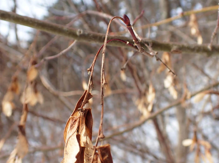 photo5ウリハダカエデ残る実と冬芽/地附山