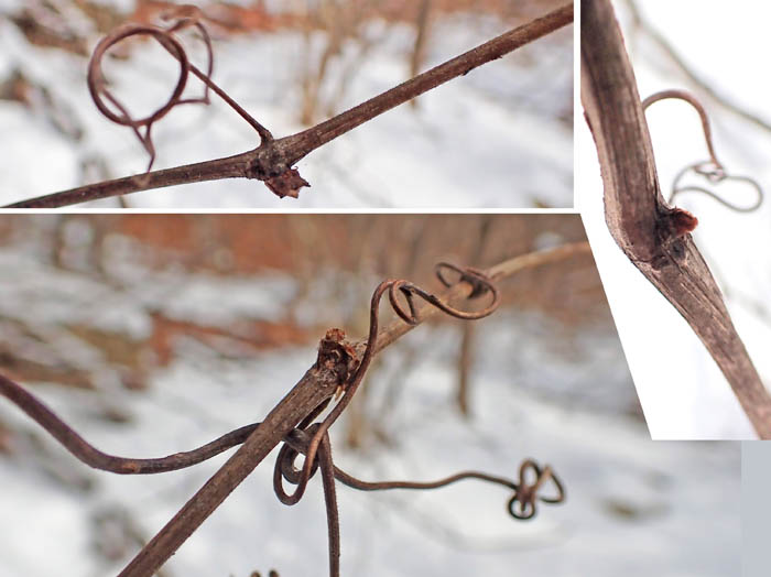 photo9サンカクヅルの冬芽/地附山