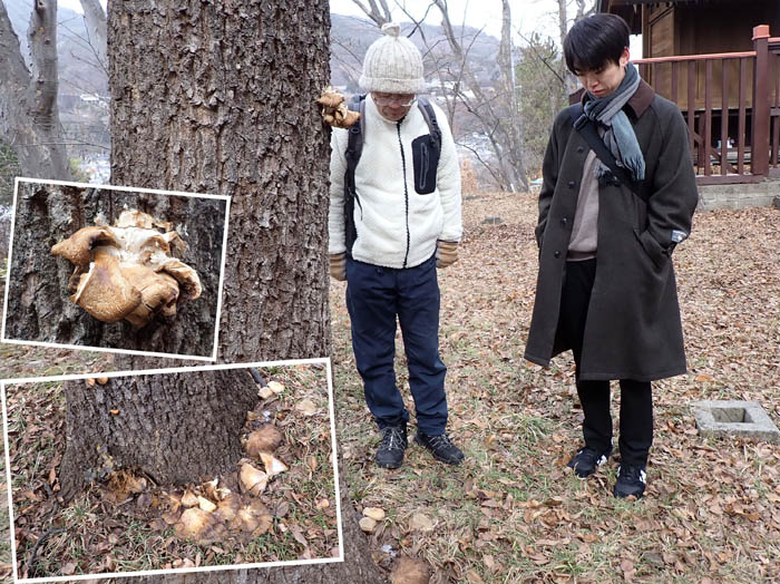 photo12キノコがいっぱい落ちている