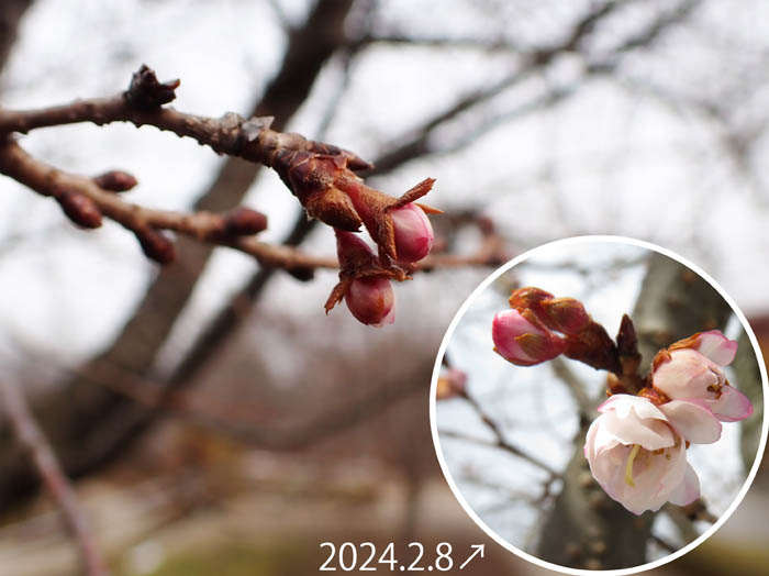 photo6十月桜はまだ蕾