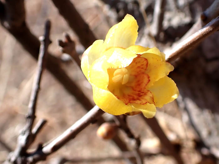 photo真ん中赤いロウバイ