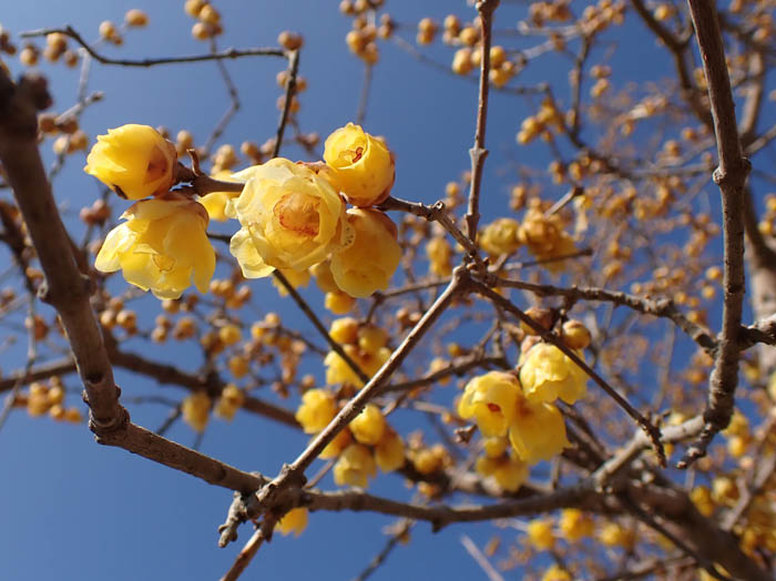 photo真ん中赤いロウバイ