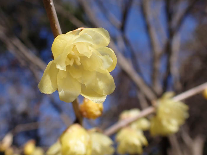 photoソシンロウバイ