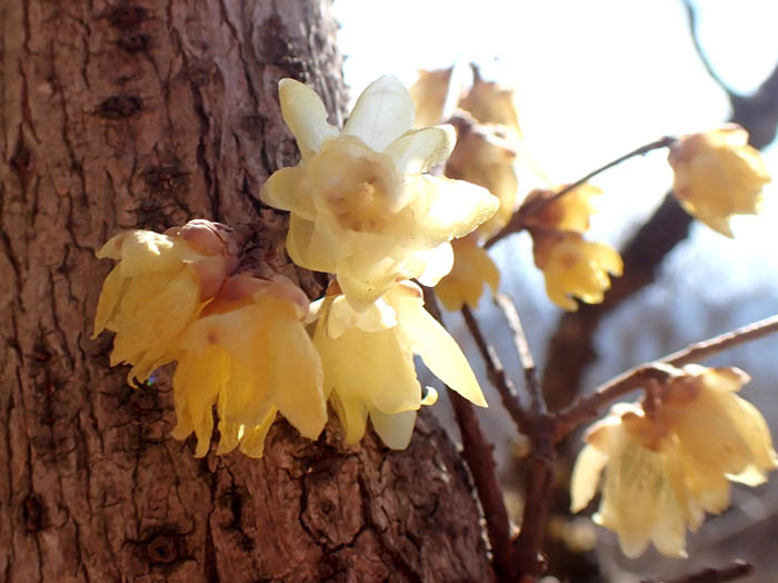 photoソシンロウバイ