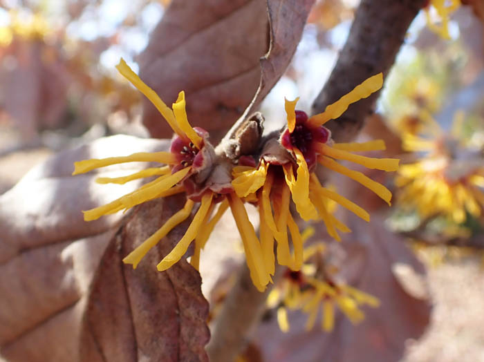 photoシナマンサク