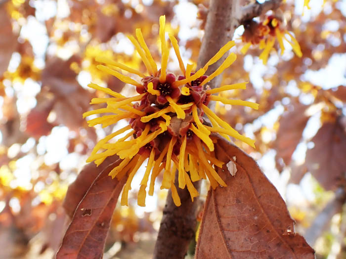 photoシナマンサク