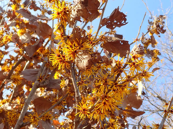 photoシナマンサク