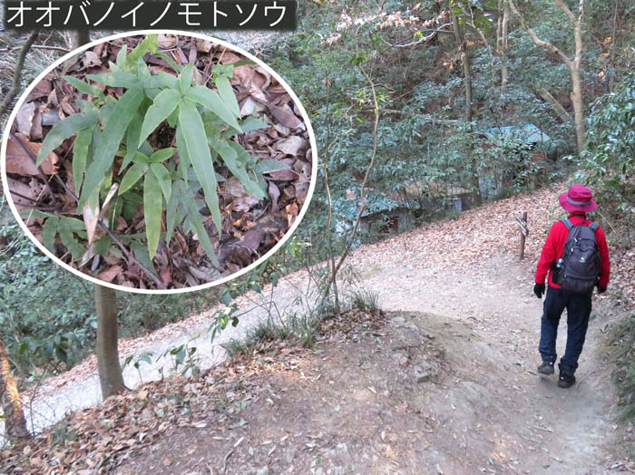 photo19緑の森の中を下る