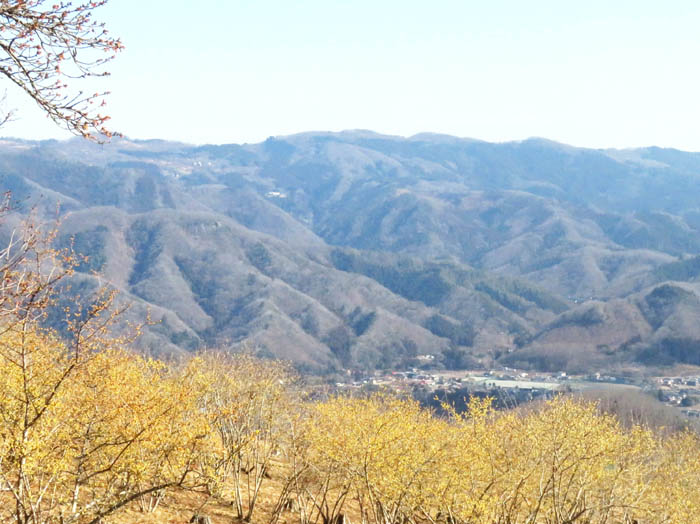 photo9ロウバイ園から