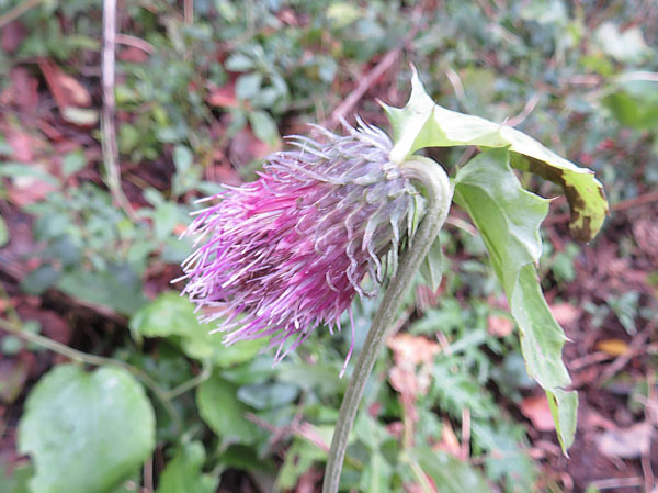 photo：アザミの花・戸隠高原