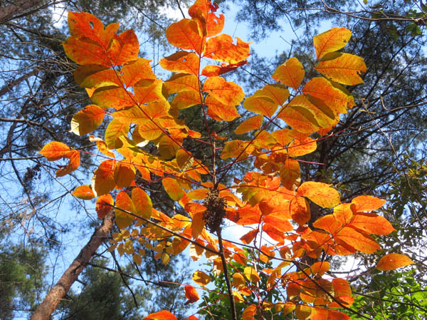 photo：ヤマウルシの紅葉・地附山