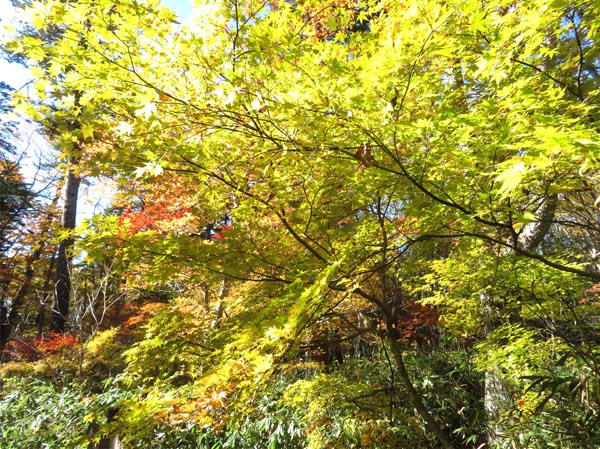 photo：黄葉・戸隠高原