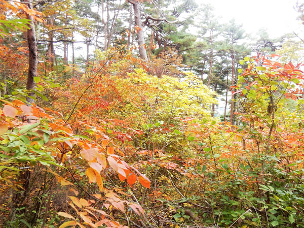 photo：ヤマウルシなど・大峰山