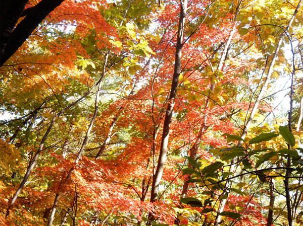 photo：コシアブラの黄葉・大峰山