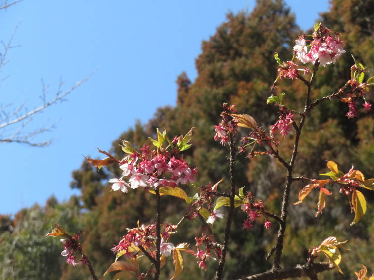 河津桜