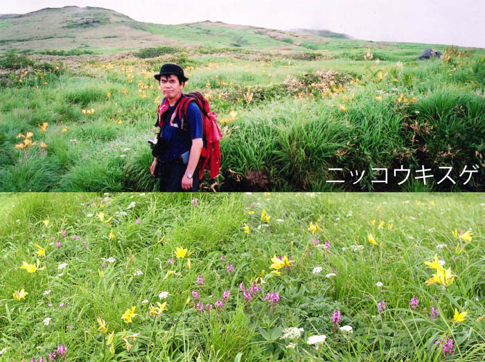 photo：パステルカラーに癒されて・ニッコウシスゲなど・鳥海山