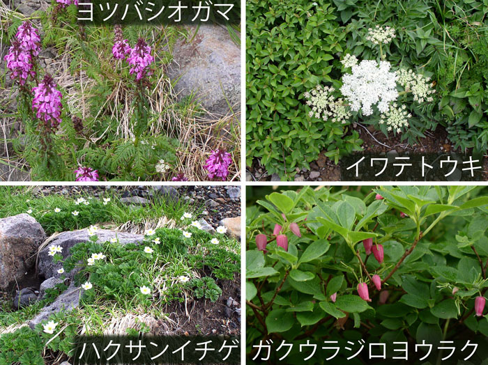 photo：可憐な花々３・ヨツバシオガマ,イワテトウキ,ハクサンイチゲ,ガクウラジロヨウラク・鳥海山