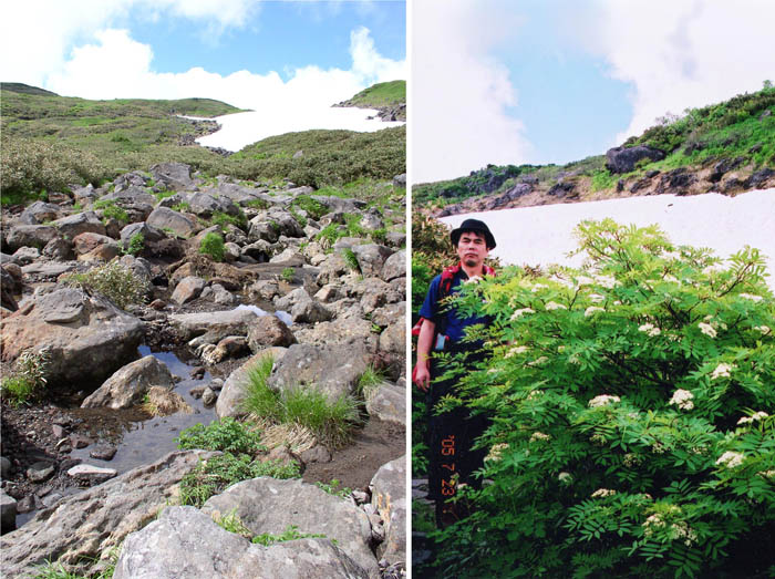 photo：雪渓とナナカマドの花・鳥海山