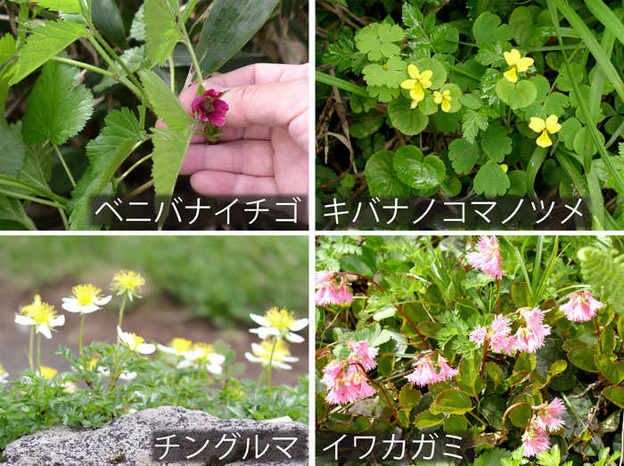 photo：可憐な花々１・ベニバナイチゴ,キバナノカマノツメ,チングルマ,イワカガミ・鳥海山