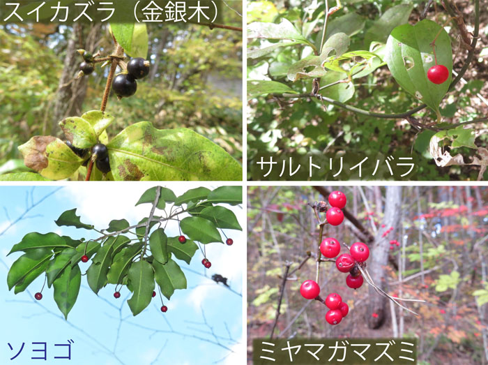 photo：木の実２・スイカズラ（金銀木）,サルトリイバラ,ソヨゴ,ミヤマガマズミ