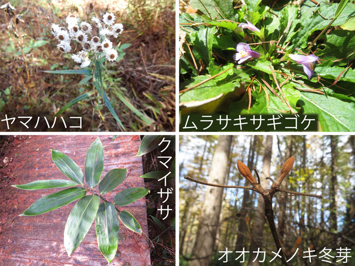 photo：ママハハコ,ムラサキゴケ,クマイザサ,オオカメノキ冬芽・戸隠高原