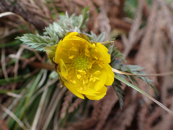 photo開き始めたフクジュソウ