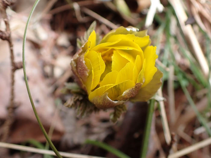 photo開き始めたフクジュソウ