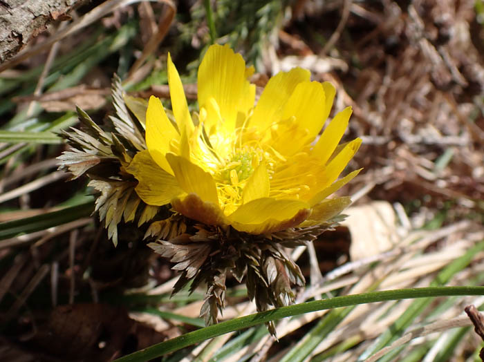 photo開き始めたフクジュソウ