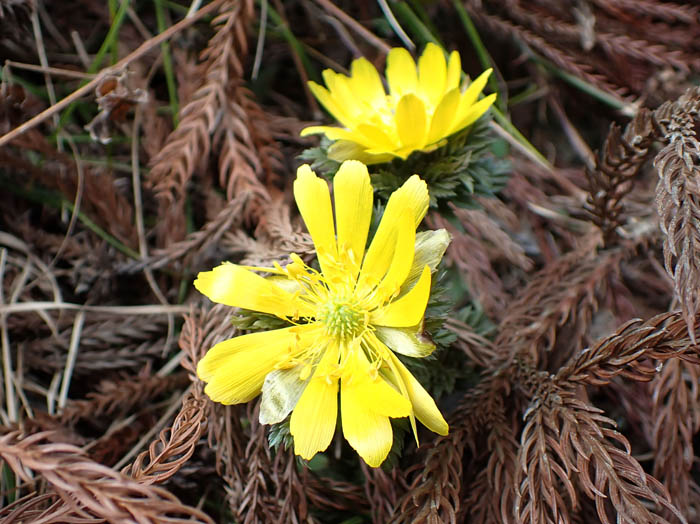 photoフクジュソウ